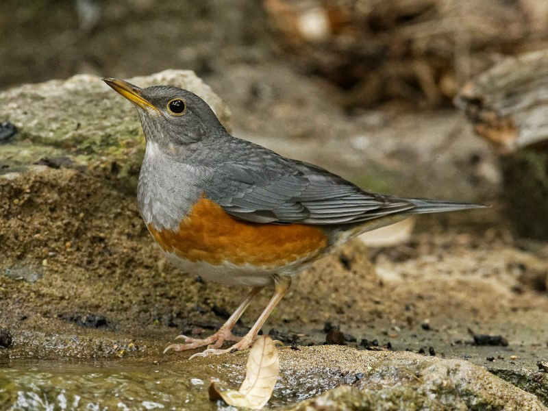 Grey-backed Thrush 灰背鶇