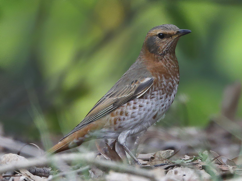 Naumann’s Thrush 紅尾鶇