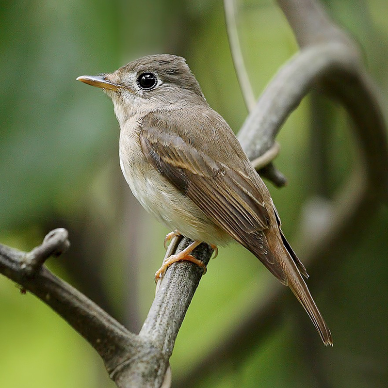 Brown-breasted Flycatcher 褐胸鶲