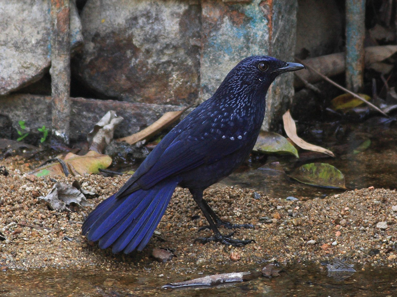 Blue Whistling Thrush 紫嘯鶇