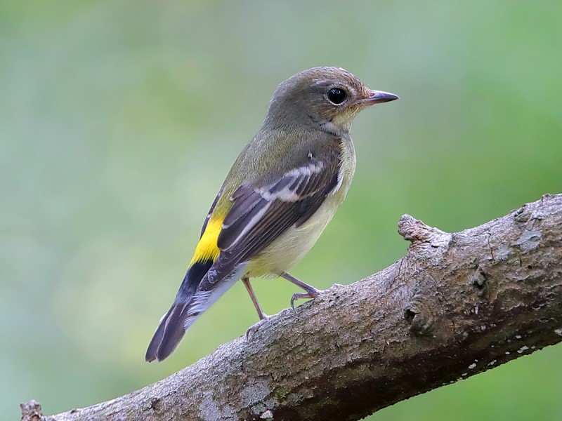 Yellow-rumped Flycatcher 白眉姬鶲