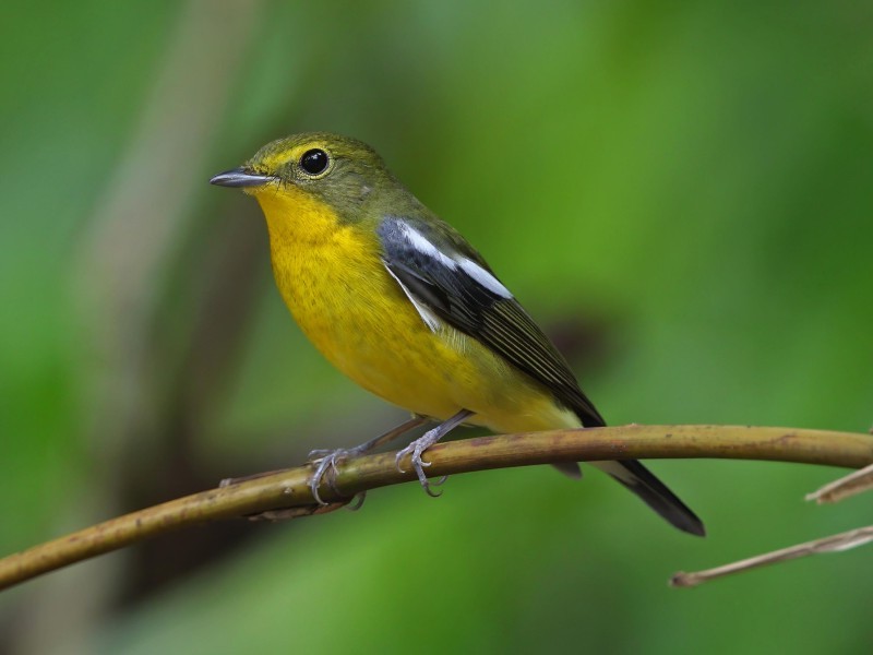 Green-backed Flycatcher 綠背姬鶲