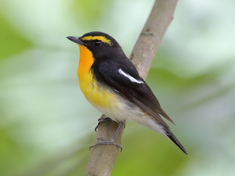 Narcissus Flycatcher 黃眉姬鶲
