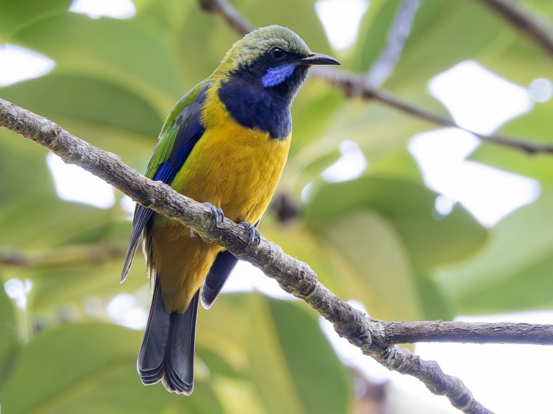 Orange-bellied Leafbird 橙腹葉鵯