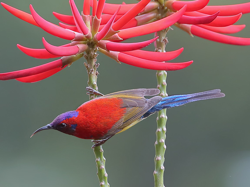 Mrs Gould’s Sunbird 藍喉太陽鳥
