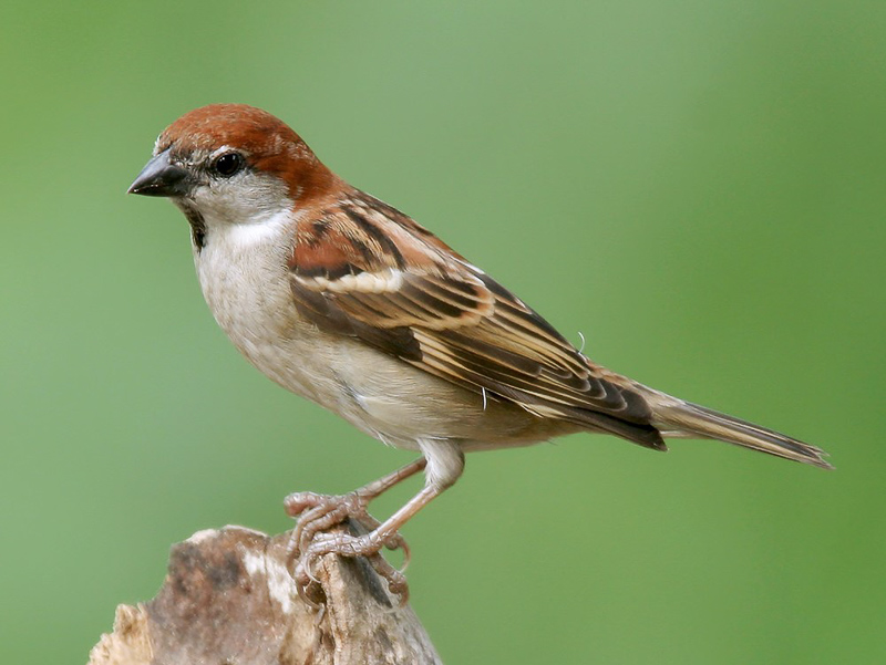 Russet Sparrow 山麻雀