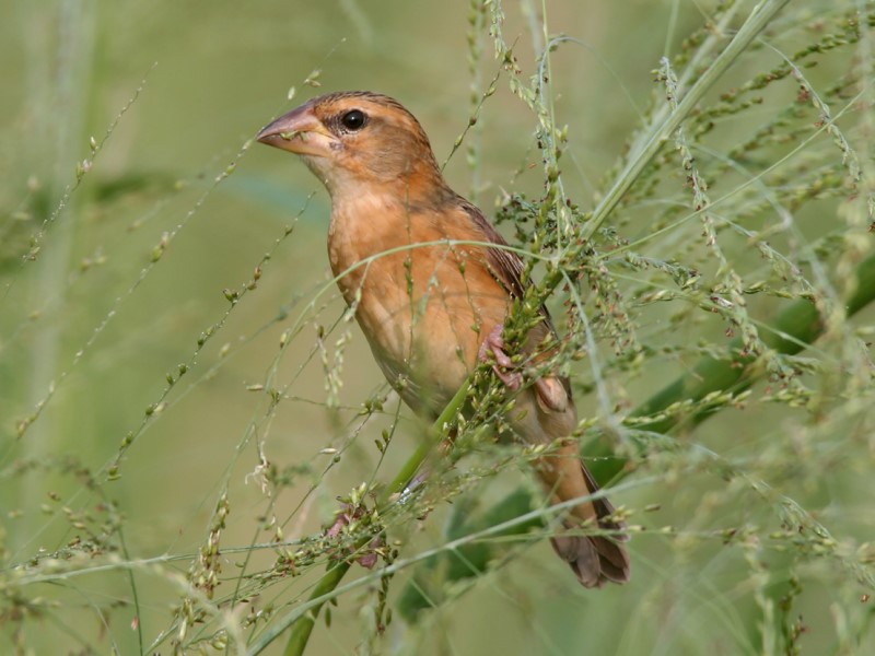 Baya Weaver 黃胸織雀