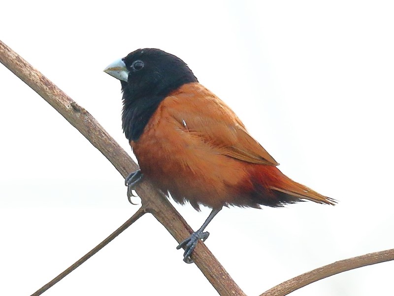 Chestnut Munia 栗腹文鳥