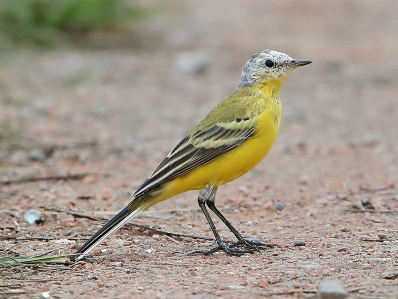 Western Yellow Wagtail 西黃鶺鴒