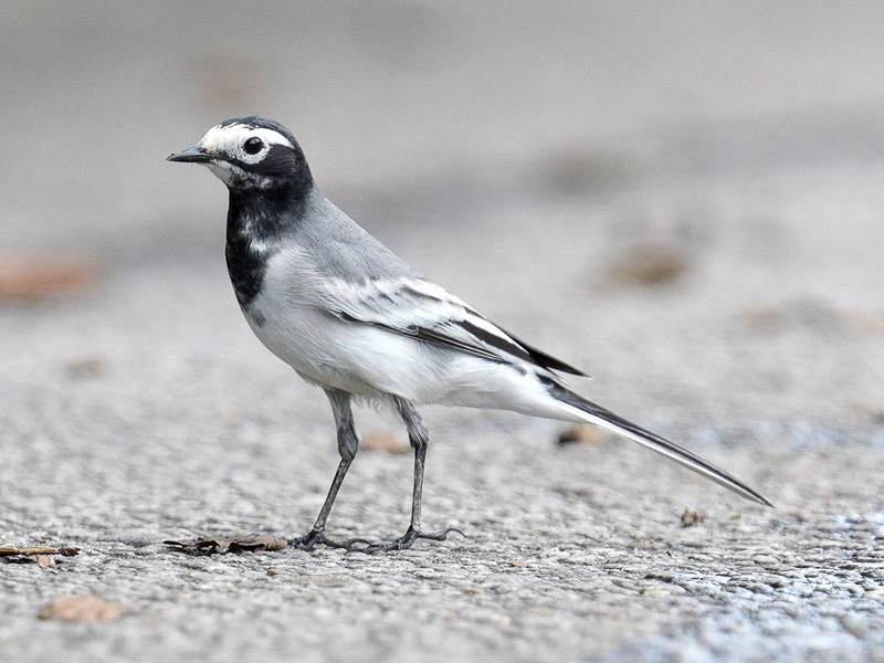 White Wagtail (personata) 白鶺鴒