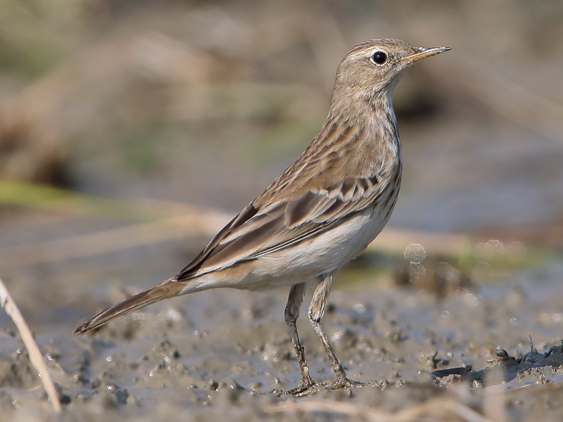 Water Pipit 水鷚