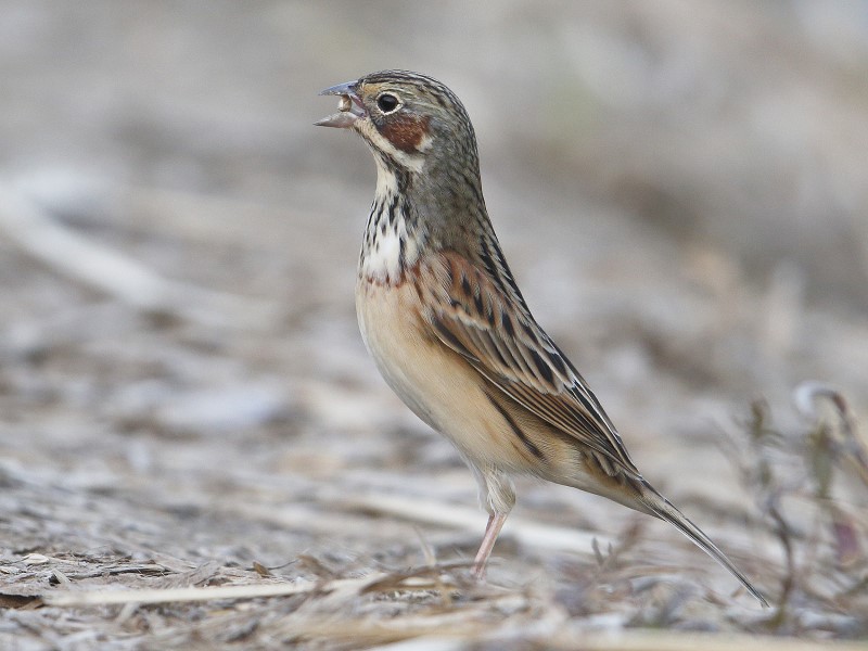 Chestnut-eared Bunting 栗耳鵐