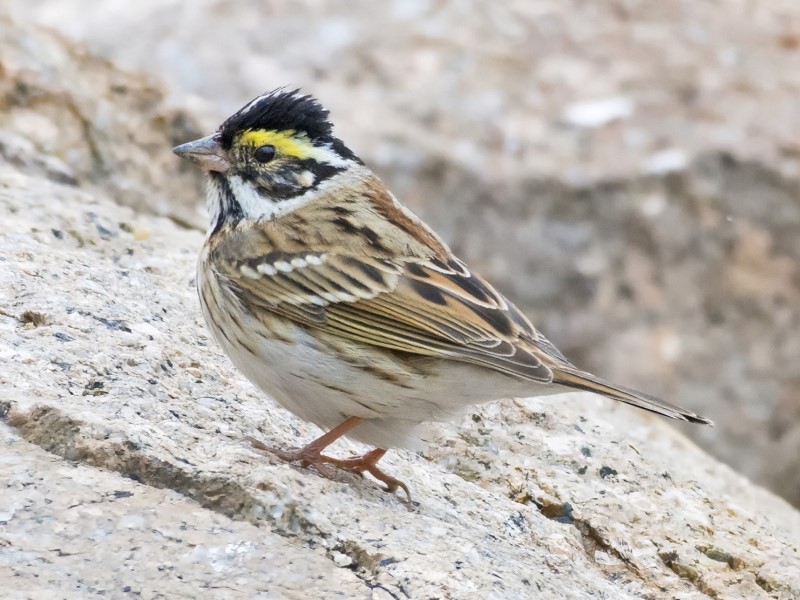 Yellow-browed Bunting 黃眉鵐