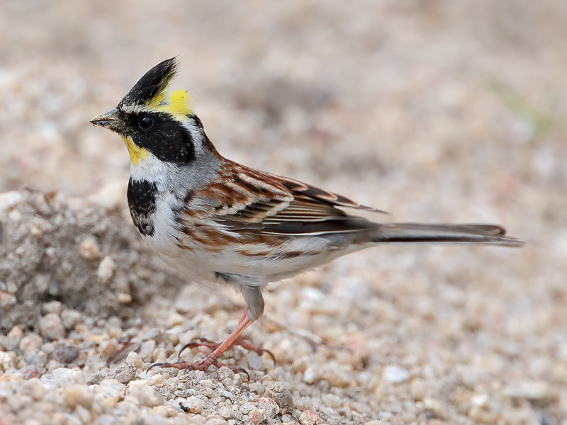 Yellow-throated Bunting 黃喉鵐