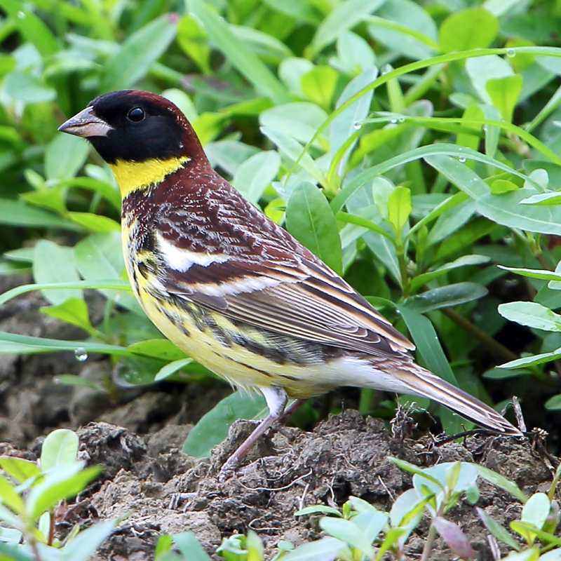 Yellow-breasted Bunting 黃胸鵐 (CR)