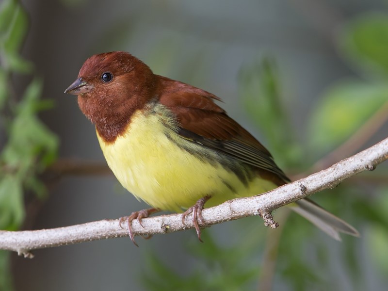 Chestnut Bunting 栗鵐