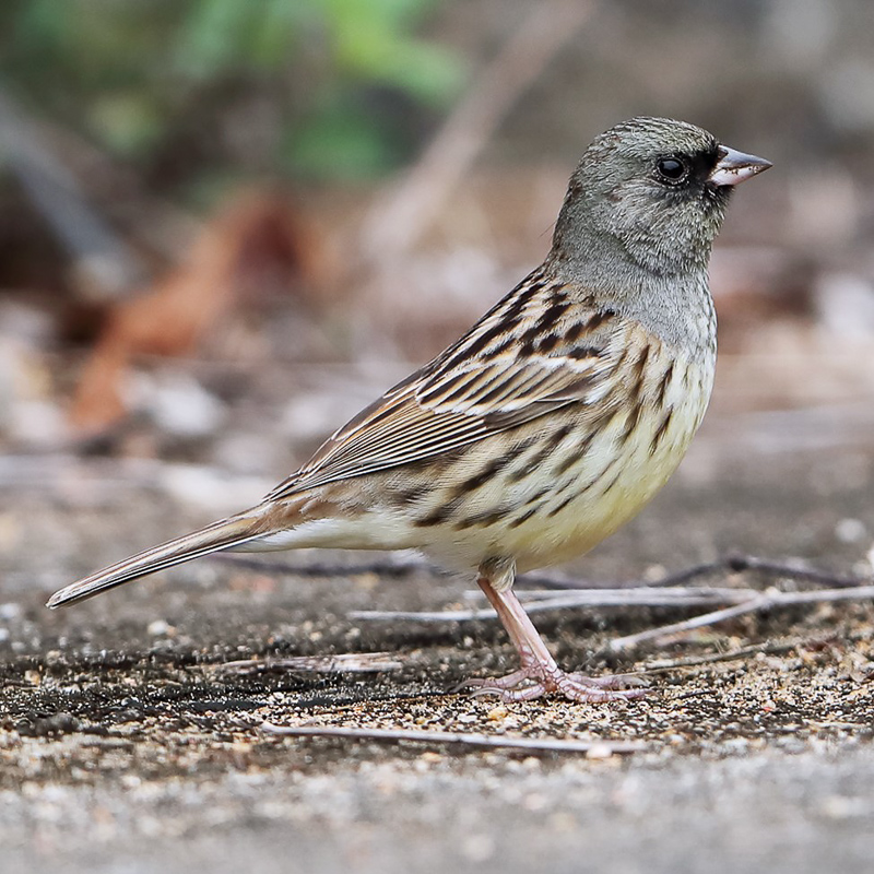 Black-faced Bunting 灰頭鵐