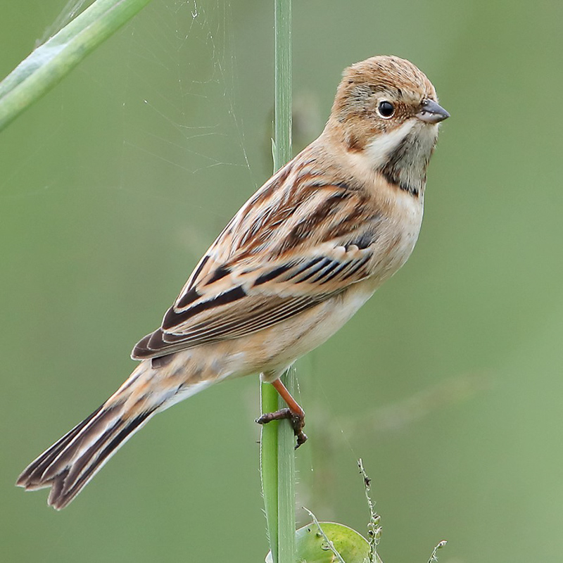 Pallas’s Reed Bunting 葦鵐